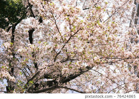 Leaf cherry blossoms that have passed the full bloom time 76424865