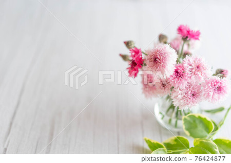 可愛的粉紅色花朵，矢車菊 76424877