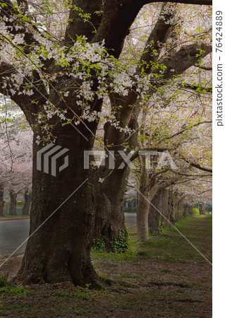 A row of cherry blossom trees at Kobayashi Farm in Inzai City, Chiba Prefecture 76424889