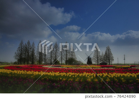 Tulips and windmills in Akebonoyama Park 76424890