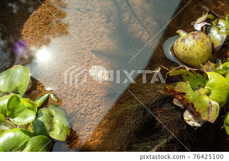 Medaka family living in a water bowl - Stock Photo [76425100] - PIXTA