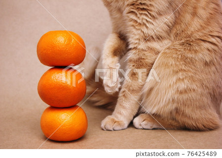 Part of a red cat near a pyramid of three orange tangerines. 76425489