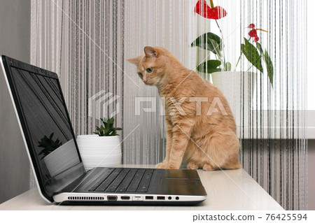 Red cat sitting on the desktop near the laptop and carefully looking at the monitor. Pets and indoor plants in the interior. Red cat sitting on the desktop near the laptop and carefully looking at the monitor. Pets and indoor plants in the interior. 76425594
