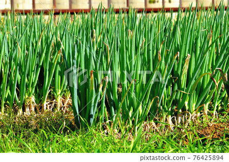 Onion field 76425894