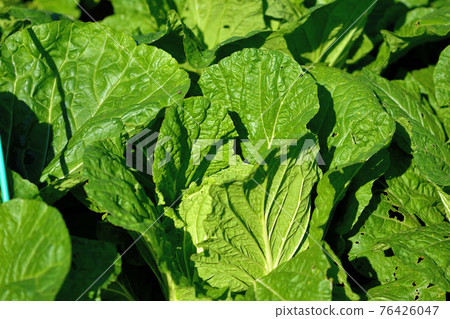 Cabbage 76426047