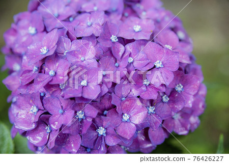 Hydrangea at Mimo Shrine struck by the rain 76426227