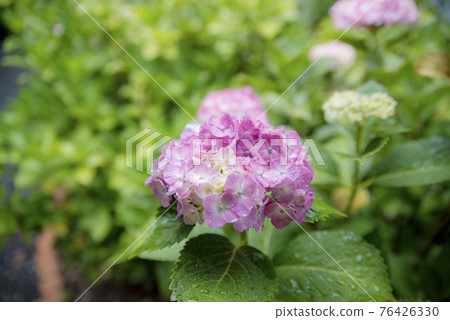 Hydrangea at Mimo Shrine struck by the rain 76426330