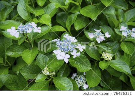 Hydrangea at Mimo Shrine struck by the rain 76426331