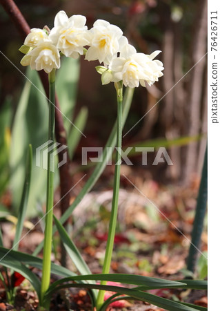 Spring flower  76426711