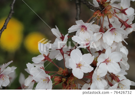 Spring flower  76426732