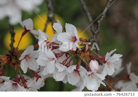 Spring flower  76426733