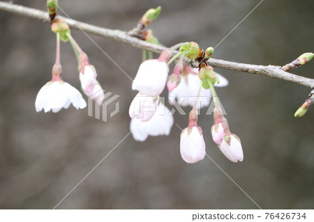 Spring flower  76426734