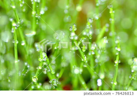 草坪頂端的水滴 76426813