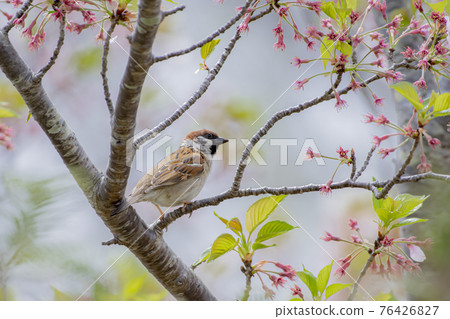 麻雀在櫻花枝上休息 76426827