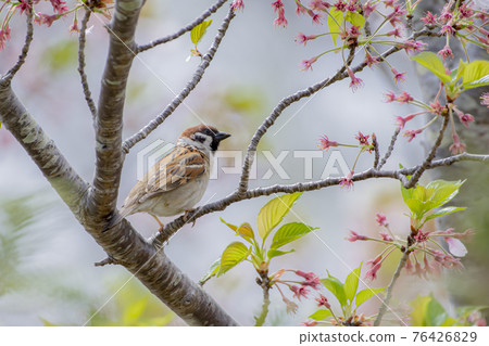 麻雀在櫻花枝上休息 76426829