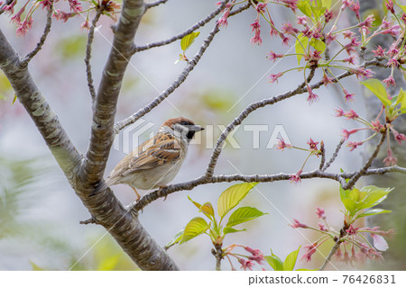 Sparrow taking a rest on a branch of cherry blossoms 76426831