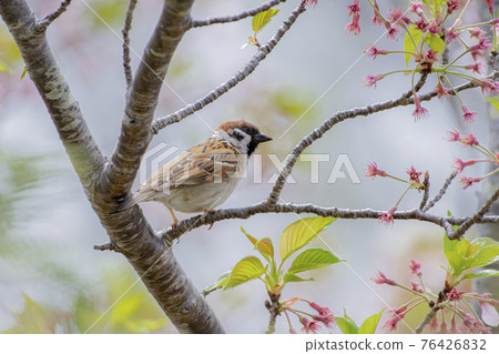 麻雀在櫻花枝上休息 76426832