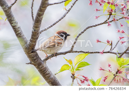 麻雀在櫻花枝上休息 76426834