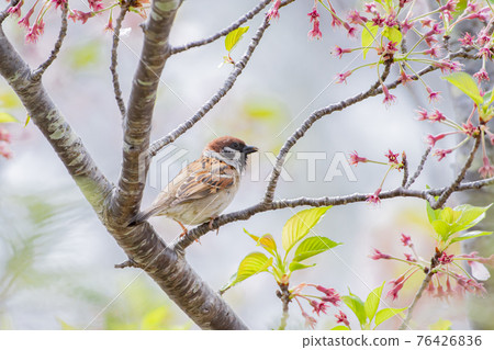 麻雀在櫻花枝上休息 76426836