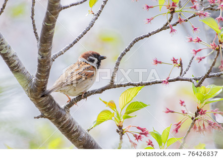 麻雀在櫻花枝上休息 76426837