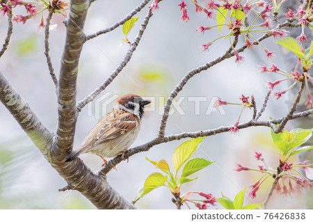 Sparrow taking a rest on a branch of cherry blossoms 76426838