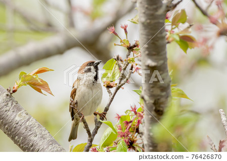 麻雀在櫻花枝上休息 76426870