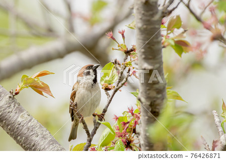 麻雀在櫻花枝上休息 76426871