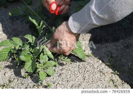 Spring potato sprout work Spring potato sprout work 76426939