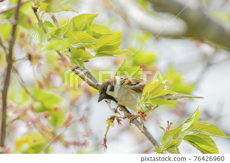 麻雀在櫻花枝上休息 麻雀在櫻花枝上休息 76426960