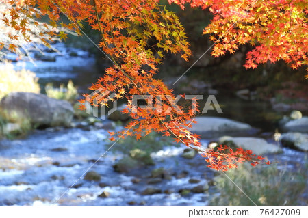 Autumn leaves of Okutsu River Autumn leaves of Okutsu River 76427009