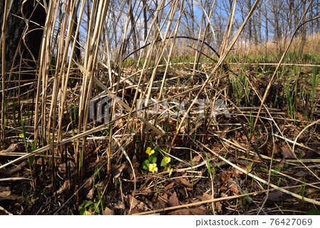 Viola orientalis 黃紫羅蘭 瀕危植物 熊本縣阿蘇區南小國町 76427069