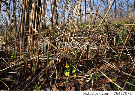 Viola orientalis Yellow Violet Endangered Plant Minamioguni Town, Aso District, Kumamoto Prefecture 76427071