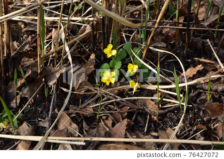 Viola orientalis Yellow Violet Endangered Plant Minamioguni Town, Aso District, Kumamoto Prefecture 76427072