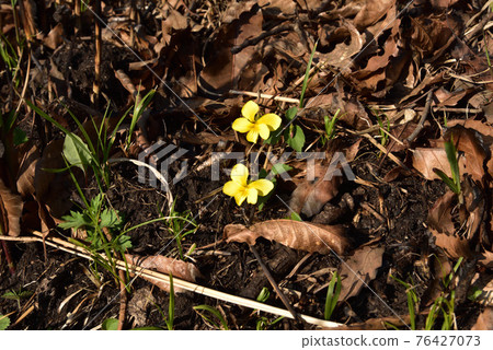 Viola orientalis 黃紫羅蘭 瀕危植物 熊本縣阿蘇區南小國町 76427073