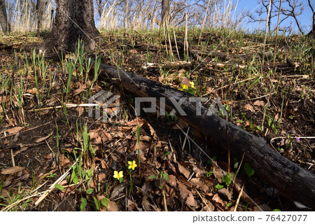 Viola orientalis Yellow Violet Endangered Plant Minamioguni Town, Aso District, Kumamoto Prefecture 76427077