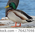 Mallard 76427098