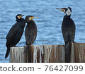 Cormorant 76427099