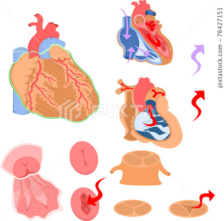 心臟結構圖 心臟結構圖 76427151