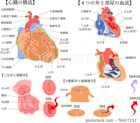 心臟結構日本解說圖 心臟結構日本解說圖 76427152