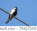 Great tit 76427209