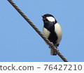 Great tit 76427210