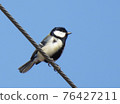Great tit 76427211