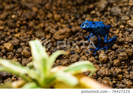 Blue poison dart frog toxic amphibian Blue poison dart frog toxic amphibian 76427229