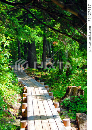 Himenuma boardwalk walking in the fresh green forest 76427417