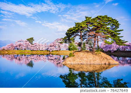 (Nagano Prefecture) Cherry blossoms at Seigetsu Inoue Monument (Rokudo no Tsutsumi) Early morning 76427649