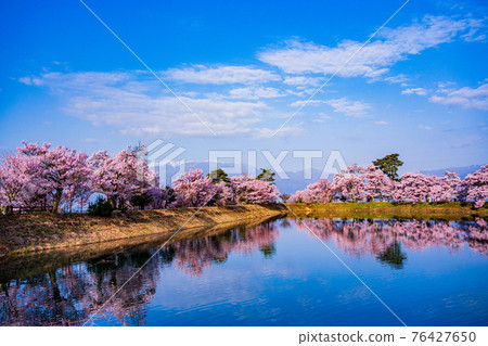 (Nagano Prefecture) Cherry blossoms at Seigetsu Inoue Monument (Rokudo no Tsutsumi) Early morning 76427650