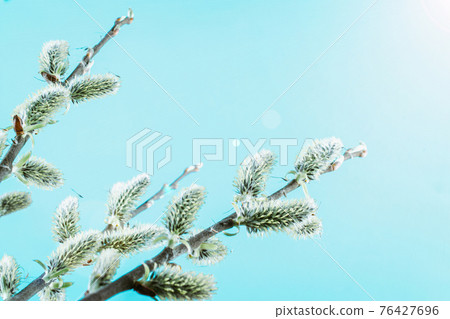 April floral nature. Spring blossom and may flowers on blue. For banner, branches of blossoming cherry against background. Dreamy romantic image, landscape panorama, copy space. April floral nature. Spring blossom and may flowers on blue. For banner, branches of blossoming cherry against background. Dreamy romantic image, landscape panorama, copy space. 76427696
