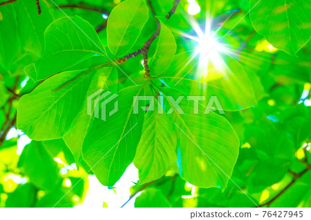 Yulan magnolia's fresh green and light beam 76427945
