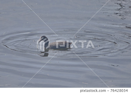 1) A coot that pulls under the aquatic plants where the fish are hiding. "Okinkai, crack!" 76428034