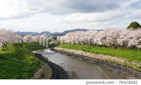 Cloudy cherry blossom trees 76428082